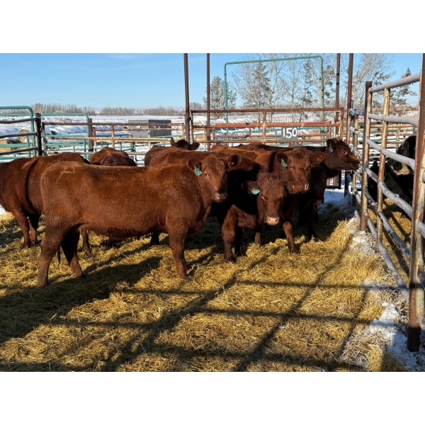 Daniel & Kim Doerksen - 10 Second Calvers (Pen 150)