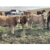 Image 3 : Einar & Judy & Logan & Emily Nelson - 590# October Delivery Heifer Calves - 100 Head (Maycroft, AB)