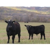 Cam Taylor/Trevor Campbell - 515# November Delivery Steer Calves - 180 Head (Wolseley, SK)