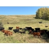 Image 2 : Lobo Ranching - 560# October Delivery Steer Calves - 270 Head (Cochrane, AB)