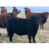 Image 2 : Rafter NZ Ranch - 11 Black X March/April Calving Bred Heifers (Pincher Creek, AB)