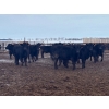 Image 6 : Hines Ranching Co. Ltd. - 1020# September Delivery Grass Heifers - 240 Head (Lloydminster, AB)