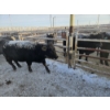 Image 4 : High Prairie Ltd. (Leonard Parke) - 11 Black Heifers (Pen 537 - 539)