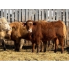 Image 4 : Brandt Boys Beef & Grain - 925# March/April Delivery Heifers - 65 Head (Tolstoi, MB)