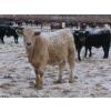 Image 10 : Bill Devos - 725# February Delivery Steers - 80 Head (Fork River, MB)