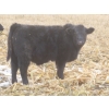 Image 11 : Sybouts Lake Farms Ltd. - 550# March Delivery Steers - 80 Head (Gladmar, SK)