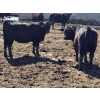 Image 5 : Birch Island Land & Cattle - 725# May Delivery Heifers - 81 Head (Rhein, SK)