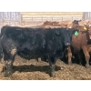 Image 4 : Hawk Ranching - 990# April Delivery Steers - 174 Head (Nanton, AB)