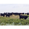 Image 4 : McDougald Ranch Ltd. - 820# August Delivery Grass Heifers - 75 Head (Maple Creek, SK)
