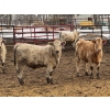 Image 6 : Grant & Hali Taillieu - 720# March Weaned Steers - 85 Head (Drayton Valley, AB)