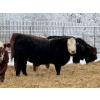 Image 5 : FM Livestock / Anchor P Farms - 900# March Delivery Steers - 68 Head (Bentley, AB)