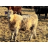 Image 5 : Cunningham Cattle Co. - 850# March Delivery Heifers - 70 Head (Rhein, SK)
