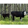 Image 5 : Pine River Cattle Co. - 520# Oct/Nov Delivery Steer Calves - 110 Head (Lone Prairie, BC)