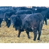 Image 4 : Blue Moon Cattle Co. - 830# March Delivery Weaned Heifers - 65 Head (Irricana, AB)