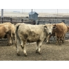 Image 5 : Hawk Ranching - 970# March Delivery Steers - 65 Head (Parkland, AB)