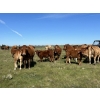 Image 6 : Lazy A Limousin - 625# October Delivery Steer Calves - 50 Head (Cando, SK)