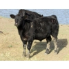Image 2 : R&W Cattle Co. (Regan & Whitney Curry) - 490# Steer Calves - 120 Head (Sunnynook, AB) VBP+