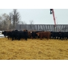 Image 2 : 7L Ranch - 870# March Delivery Steers - 68 Head (Lakeland, MB) VBP+