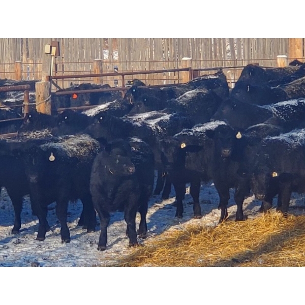 Connell Ranching - 680# Dec/Jan Delivery Weaned Steers - 90 Head (Consort, AB)