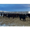 Image 4 : Chris Bartel - 940# February Weaned Steers - 65 Head (Fort Vermilion, AB)