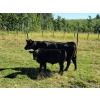 Image 10 : CC Farming Company - 680# October Delivery Steer Calves - 170 Head (Cayley, AB)