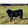 Image 5 : LA Ranch & L+ Ranch - 490#  October Delivery Steer Calves - 120 Head (Vanderhoof, BC)