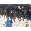 Image 9 : Raymore Farming Co. - 80 Black/Black X Replacement Heifers (Raymore, SK)