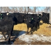 Image 12 : Jay Be Acres Ltd. - 795# March/April Delivery Steers - 76 Head (Deloraine, MB)