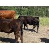 Image 15 : Jake Wedman - 750# October Delivery Steer Calves - 82 Head (Genesee, AB)