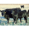 Image 4 : Rick & Joel Meier - 600# November Delivery Steer Calves - 75 Head (Hays, AB)