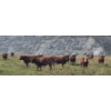 Image 6 : M.S. MacLean Livestock - 1010# September Delivery Grass Steers - 112 Head (Coaldale, AB)