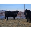 Image 7 : Brent & Tyler Stammers - 5 Black Cows 'K' Tags (Pen 715)