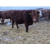 Image 6 : Horizon View Ranch (Elmer & Sylvia March) - 1 RBF Cow (Pen 402)