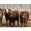 Image 3 : Doerksen Farms - 900# February Delivery Steers - 72 Head (Gem, AB)