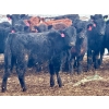 Image 7 : Sturgeon River Ranch - 680# March Delivery Heifers - 90 Head (Rockyford, AB)