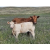 Image 2 : Logan Brothers (Rod, Barry & Bruce) - 615# October Delivery Heifer Calves - 85 Head (Oyen, AB)
