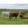 Image 5 : Dick Lawrence  - 680# October Delivery Steer Calves - 90 Head (Pine Lake, AB)