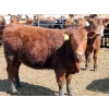 Image 6 : A&S Farms - 30 Red Replacement Heifers (Coaldale, AB)