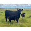 Image 7 : Jamieson Ranch - 550# November Delivery Steer Calves - 95 Head (Cabri, SK)
