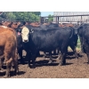 Image 2 : Brandt Boys Inc. - 940# June Delivery Heifers - 130 Head (Tolstoi, MB)