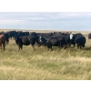 Image 3 : Crane Lake Land & Cattle - 1000# October Grass Heifers - 180 Head (Kerrobert, SK)