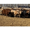Image 2 : Ron Billings - 750# March Delivery Heifers - 70 Head (Sundre, AB)