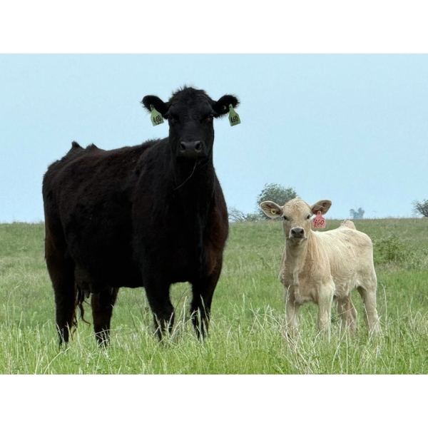 Oxbow Farms - 540# November Delivery Heifer Calves - 190 Head (Melita, MB)