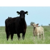 Image 1 : Oxbow Farms - 540# November Delivery Heifer Calves - 190 Head (Melita, MB)