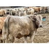 Image 10 : Stahlville Colony - 990# January Delivery Steers - 92 Head (Rockyford, AB)