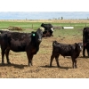 Image 6 : Kyle Torkelson - 10 Black 1st Calf Pairs (Millicent, AB)