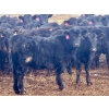 Image 6 : Sturgeon River Ranch - 680# March Delivery Heifers - 90 Head (Rockyford, AB)