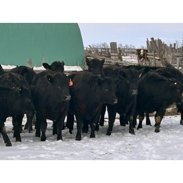 TS Stock Farm Ltd. - 30 Black Angus/Simmental X Replacement Heifers (Mullingar, SK)