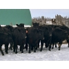 Image 1 : TS Stock Farm Ltd. - 30 Black Angus/Simmental X Replacement Heifers (Mullingar, SK)