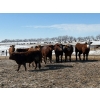 Image 4 : Four Harts Cattle Co. - 940# March/April Delivery Steers - 265 Head (Vermilion, AB)